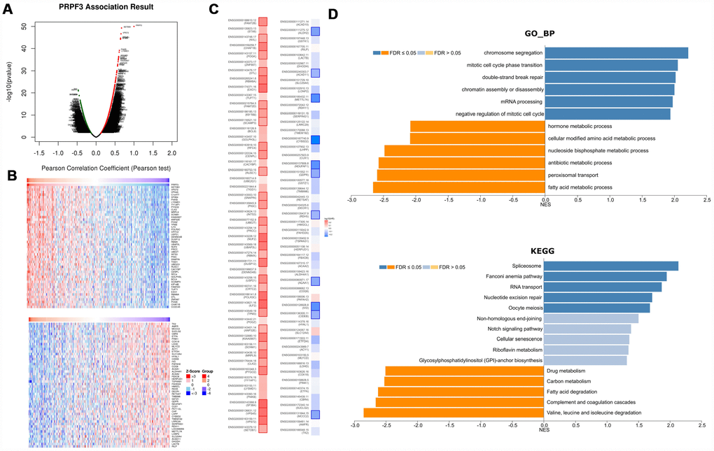 PRPF3 co-expression genes in HCC (LinkedOmics). (A) The global PRPF3 highly correlated genes identified by Pearson test in LIHC cohort. (B) Heat maps showing top 50 genes positively and negatively correlated with PRPF3 in LIHC. Red indicates positively correlated genes and blue indicates negatively correlated genes. (C) Survival map of the top 50 genes positively and negatively correlated with PRPF3 in LIHC. (D) Significantly enriched GO annotations and KEGG pathways of PRPF3 in LIHC cohort.