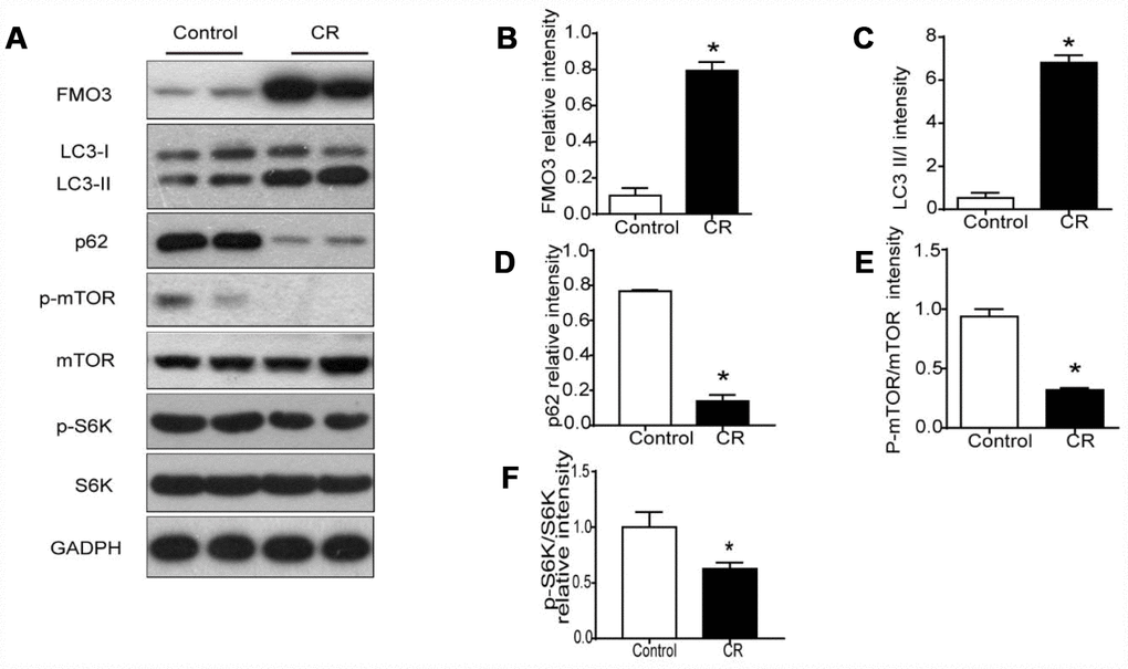 40% CR for 6 months (14 to 20 months old) upregulates levels of FMO3 in liver and enhances mTOR-regulated autophagy. (A) Representative western blots of liver lysates from each group of mice, probed with the indicated antibodies. GADPH was used as the internal housekeeping protein control. Image analysis of (B) FMO3, (C) LC3, (D) p62, (E) p-mTOR/mTOR, and (F) p-S6K/S6K was performed using densitometry. Results are shown as the mean ± SD of eight animals per group. *p 