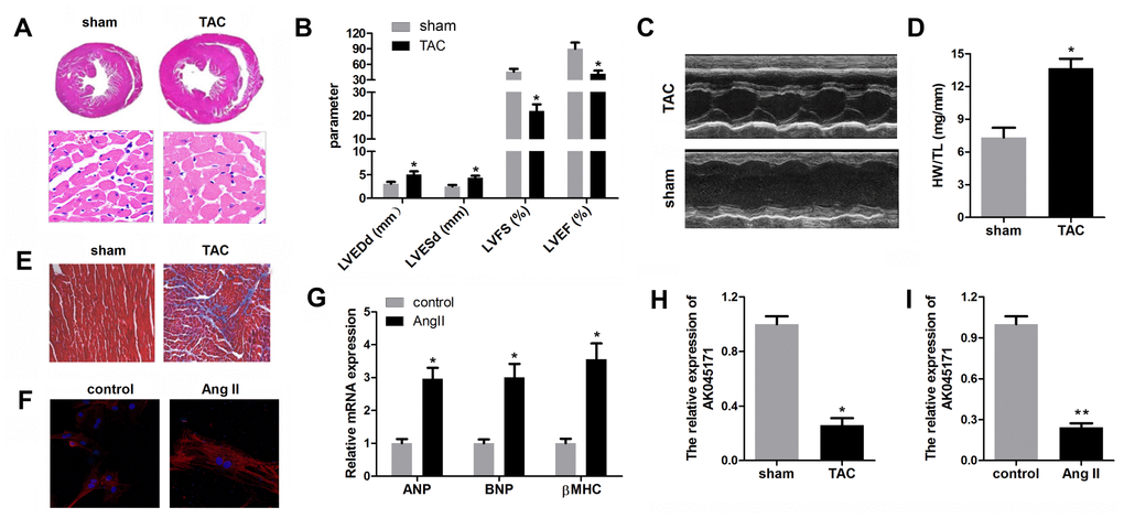 AK045171 was downregulated in cardiomyocytes and myocardium subjected to AngII and TAC treatment. (A) Haematoxylin and eosin staining of the heart under sham and TAC treatment to investigate the size of the heart and cardiomyocytes. (B, C) Echocardiographic parameters of the mice, including LVEDP, LVFS, LVEF, LVESD, were evaluated with an ultrasound system. (D) Quantification of the heart weight-to-tibial length ratio. (E) Masson staining was used to detect myocardial fibrosis. (F) Immunostaining for α-SMA was used to evaluate the size of cardiomyocytes subjected to AngII treatment or not. (G) The level of the myocardial hypertrophy biomarkers ANP, BNP and β-MHC were detected using qPCR. (H, I) The expression of AK045171 was detected with qPCR. *p