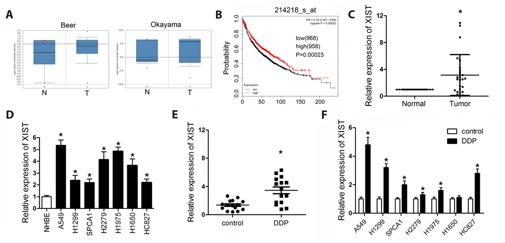 XIST is downregulated in NSCLC tissues and cell lines. (A) ONCOMINE analysis of XIST expression in clinical tumour samples and adjacent normal tissues. (B) KM plotter survival analysis showing the relationship between XIST expression and NSCLC prognosis. XIST expression levels detected by qPCR in (C) NSCLC samples and normal tissues, (D) NSCLC cells and normal lung epithelial cells, (E) NSCLC specimens, and (F) untreated or DDP-treated NSCLC cells. * 