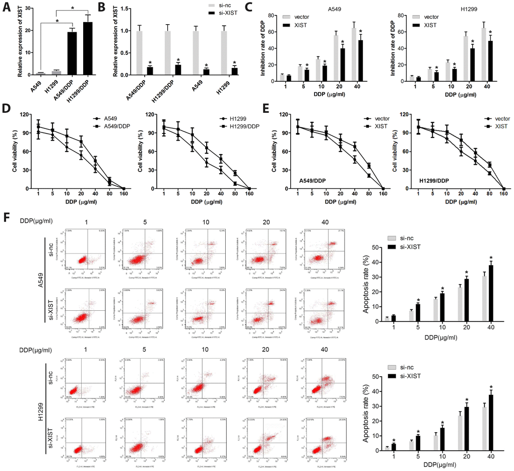 XIST knockdown restores sensitivity of NSCLC cells to DDP. (A, B) XIST expression levels analyzed by qPCR in normal or DDP-resistant NSCLC cells transfected with si-XIST or si-nc (control siRNA). (C) Cell proliferation analysis (MTT) results and quantification of DDP inhibition in A549 and H1299 cells. (D) Viability assay results for NSCLC cells treated with various concentrations of DDP. (E) Viability assay results for XIST-overexpressing A549/DDP and H1299/DDP cells treated with various concentrations of DDP. (F) Apoptosis analysis of XIST knockdown effects in NSCLC cells exposed to DDP. * 