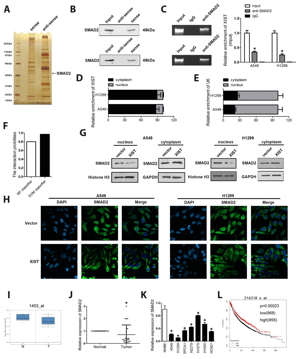 XIST interacts with SMAD2 and inhibits its translocation to the cell nucleus. (A) RNA pulldown, SDS gel silver staining, and mass spectrometry identified SMAD2 as a binding partner of XIST. (B) RNA pulldown and (C) RIP assay results demonstrating the XIST/SMAD2 interaction. (D, E) Cytoplasmic and nuclear expression of XIST detected by qPCR in A549 and H1299 cells. (G) Western blot analysis of XIST and SMAD2 expression in cytoplasmic and nuclear cell fractions. (F) The score indicating the possibility of the combination between XIST and SMAD2. (H) Immunofluorescence assay showing the sub-cellular localization of XIST and SMAD2. (I) ONCOMINE analysis of the expression of SMAD2 in clinical NSCLC samples and adjacent normal tissues. XIST expression detected by qPCR in (J) NSCLC samples and matched normal tissues and (K) NSCLC cells. (L) KM plotter survival analysis showing the relationship between SMAD2 expression and NSCLC prognosis. * 