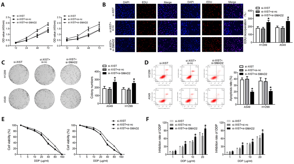 SMAD2 knockdown rescues the effect of XIST inhibition on the proliferation and survival of NSCLC cells. Proliferation of NSCLC cells evaluated by (A) MTT assay and (B) EDU staining. (C) Colony formation assay results. (D) Apoptosis detection by annexin V/PI staining and flow cytometry. (E) Cell viability under different concentrations of DDP was evaluated. (F) After transfection, the inhibition rate of DDP on NSCLC cells was assessed. * 