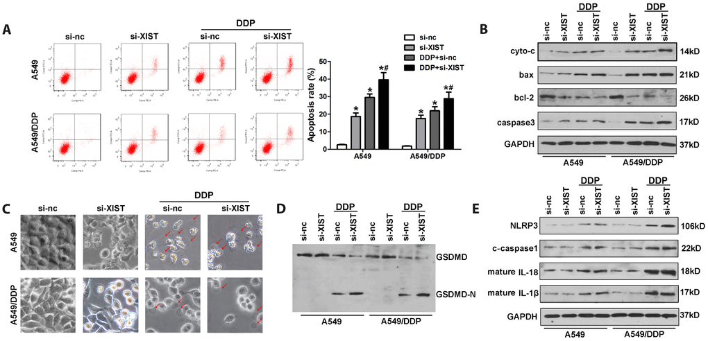 Induction of pyroptosis by DDP in NSCLC cells and facilitatory role of XIST. (A) Analysis of apoptosis by annexin V/PI staining and flow cytometry in NSCLC cells. (B) Western blot detection of apoptosis-related proteins. (C) Morphological changes in si-XIST-transfected, DDP-treated NSCLC cells. (D, E) Western blot analysis of pyroptosis-related proteins. * # 