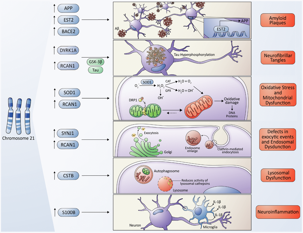 Molecular cross-talking between Down syndrome (DS) and Alzheimer's disease (AD). Overexpression of some genes located on chromosome 21 have been linked to the development of neuropathological characteristics of AD in DS some individuals, including the APP gene, which encodes the amyloid precursor protein, and the EST2 gene that encodes a transcription factor that promotes the expression of APP, give rise to the Aβ toxic peptides, which form the amyloid plaques. Also, the overexpression of RCAN1 and its activity as an inhibitor of the phosphatase Calcineurin contributes to the hyperphosphorylation of tau driven by some kinases, among them, the kinase encoded by the DIRK1A gene giving originating neurofibrillary tangles. SOD1 leads to an increase in ROS levels and oxidative stress due to an imbalance in the ratio of SOD1 and other antioxidant enzymes, resulting in a final accumulation of H2O2, that contributes to mitochondrial dysfunction, producing a higher quantity of ROS, characteristic of both pathologies. However, a protective role of SOD1 in DS/AD was also proposed due to an indirect reduction in Aβ cytotoxicity (please, see details in the main text); the RCAN1 gene has been linked to the increase in mitochondrial fusion, triggering an elongated mitochondrial network, which in turn increases ROS production. The gene encoding the phosphoinositide phosphatase synaptojanin 1 (SYNJ1), a key regulator of the signaling phospholipid phosphatidylinositol-4,5-biphosphate, has been linked to the endosomal dysfunction in DS and AD. Besides, APP processing takes place in the endosome/lysosome system as well. The Cystatin B (CSTB) gene functions as an endogenous lysosomal protease inhibitor, and it is found to inhibit the functions of cathepsins, contributing to dysfunction in lysosomal proteolysis. The astrocyte-derived cytokine S100B has been associated with the activation of glial cells, following by an increase in IL-1β in the nervous system, influencing the neuropathology of AD and DS.