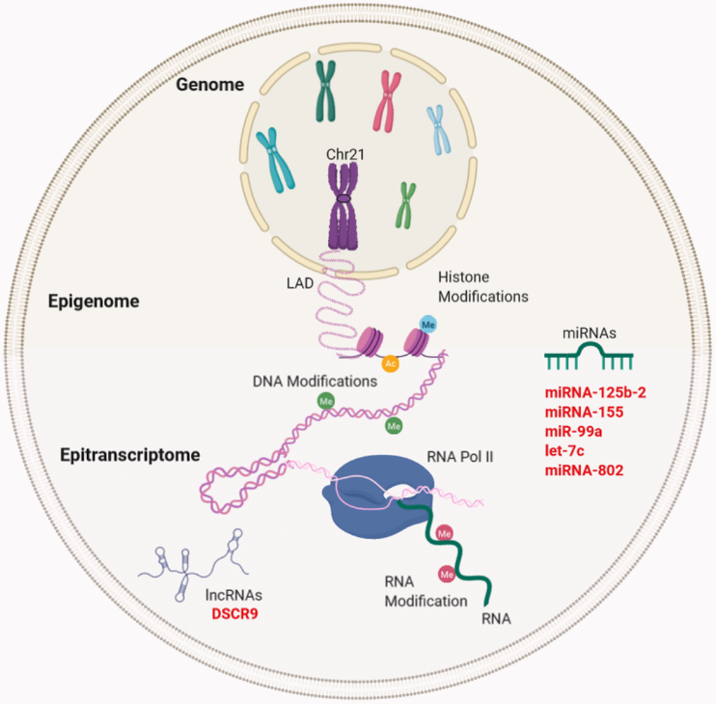 Gene expression regulation and examples of non-coding RNA in Down syndrome (DS) and Alzheimer's disease (AD). Gene regulation occurs through the genome, epigenome, and epitranscriptome. Beyond the DNA sequence, chromosomes are regulated by their locations or territories in the nucleus. The presence of an extra chromosome can alter the chromatin structure, ultimately affecting the transcription of the entire genome. At the epigenetic level, gene expression is regulated by reversible modifications of histones within nucleosomes that include methylation, acetylation, phosphorylation, ubiquitination, and sumoylation. Chemical modifications in RNA regulate the fate of transcription through a network of methyltransferases (writers), demethylases (drafts) and specific RNA reading proteins. The regulation of expression by ncRNAs can be affected at different levels. In red letters, the miRNAs and lncRNA encoded in Chr21 linked to DS and AD (miRNA-125b-a, miRNA-155, miR-99a, let-7c, and miRNA-802) and lncRNA (DSCR9) are highlighted.