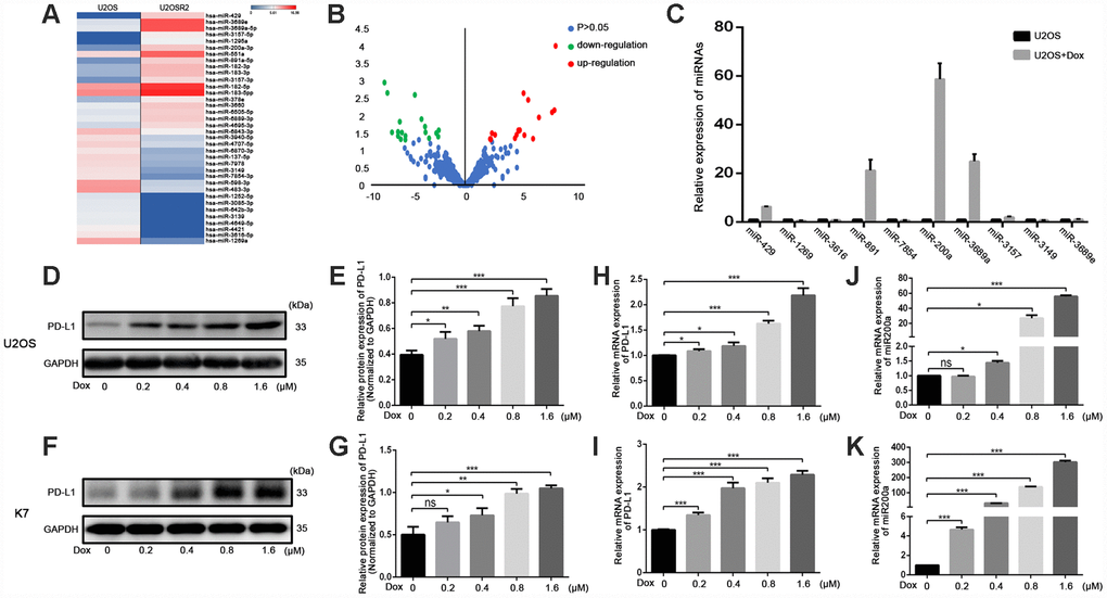 Doxorubicin-induced the simultaneous upregulation of PD-L1 and miR-200a in osteosarcoma cell lines. (A) Heat map illustrating hierarchical clustering of 36 differential miRNAs in UOSR2 and paired U2OS. (B) Volcano plot of differential miRNAs. Up-regulated miRNAs (red) and down-regulated miRNAs (green) were determined under the conditions of fold change (U2OSR2 versus U2OS) and false discovery rate-adjusted p-value ≤ 0.05. P-value was transformed by −log10. The fold change was also log-transformed. (C) Expression of microRNAs in U2OS after doxorubicin stimulation. (D–E) Western blot analysis of PD-L1 in U2OS with stimulation of different concentration of doxorubicin. (F–G) Western blot analysis of PD-L1 in K7 with stimulation of different concentration of doxorubicin. (H) qRT-PCR analysis of PD-L1 in U2OS with stimulation of different concentration of doxorubicin. (I) qRT-PCR analysis of PD-L1 in K7 with stimulation of different concentration of doxorubicin. (J) qRT-PCR analysis of miR-200a in U2OS with stimulation of different concentration of doxorubicin. (K) qRT-PCR analysis of miR-200a in K7 with stimulation of different concentration of doxorubicin. *P