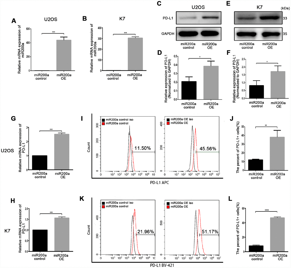 miR-200a up-regulated PD-L1 expression in U2OS and K7. (A) qRT-PCR analysis of miR-200a in U2OS miR-200a control and miR-200a OE. (B) qRT-PCR analysis of miR-200a in K7 miR-200a control and miR-200a OE. (C–D) Western blot analysis of PD-L1 in U2OS miR-200a control and miR-200a OE. (E–F) Western blot analysis of PD-L1 in K7 miR-200a control and miR-200a OE. (G) qRT-PCR analysis of PD-L1 in U2OS miR-200a control and miR-200a OE. (H) qRT-PCR analysis of PD-L1 in K7 miR-200a control and miR-200a OE. (I–J) Flow cytometry analysis of PD-L1 in U2OS miR-200a control and miR-200a OE. (K–L) Flow cytometry analysis of PD-L1 in K7 miR-200a control and miR-200a OE. *P