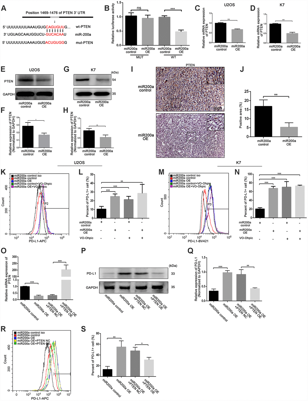 miR-200a up-regulated PD-L1 expression by targeting PTEN. (A) miR-200a target sequence binding to PTEN 3-UTR was predicted with TargetScan. mut-PTEN, mutated from the seed matches, was indicated. (B) Transfected miR-200a overexpressing plasmid with wt-PTEN or mut- PTEN separately in U2OS, measured with luciferase assays. A Renilla luciferase plasmid was co-transfected as a transfection control. (C) qRT-PCR analysis of PTEN in U2OS miR-200a control and miR-200a OE. (D) qRT-PCR analysis of PTEN in K7 miR-200a control and miR-200a OE. (E and F) Western blot analysis of PD-L1 in U2OS miR-200a control and miR-200a OE. (G and H) Western blot analysis of PD-L1 in K7 miR-200a control and miR-200a OE. (I and J) Immunohistochemical staining analysis of PTEN expression in tumor tissues. Scale bar represents 50μm. (K and L) Flow cytometry analysis of PD-L1 expression of U2OS miR-200a control and miR-200a OE after the addition of VO-Ohpic. (M and N) Flow cytometry analysis of PD-L1 expression of K7 miR-200a control and miR-200a OE after the addition of VO-Ohpic. (O) qRT-PCR analysis of PTEN in U2OS miR-200a control and miR-200a OE after PTEN overexpressing. (P and Q) Western blot analysis of PD-L1 in U2OS miR-200a control and miR-200a OE after PTEN overexpressing. (R and S) Flow cytometry analysis of PD-L1 expression of U2OS miR-200a control and miR-200a OE after PTEN overexpressing. *P