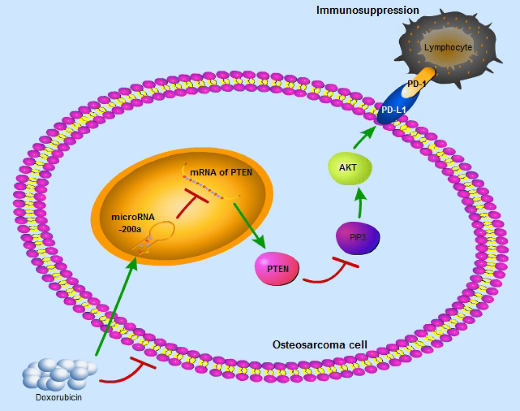 The schematic graph reflects miR-200a/PTEN/PD-L1 axis in the osteosarcoma cells to induce immunosuppression.