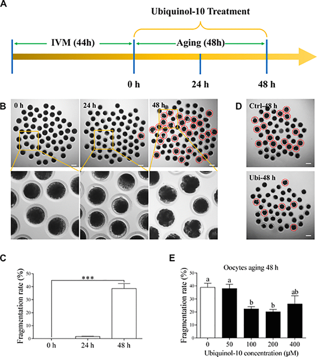 Ubiquinol-10 rescued aging-induced fragmentation of porcine oocytes. (A) Timeline diagram of postovulatory oocytes aging. Oocyte morphologies (B) and fragmentation rate (C) in aging 0 h, 24 h, and 48 h groups. The red dotted circle indicates fragmented oocytes. Original magnification, 3.5×. Scale bars represent 100 μm. ***p D) Oocyte morphologies in Ctrl-48 h and 100 μM Ubi-48 h groups. The red dotted circle indicates fragmented oocytes. Scale bars indicate 100 μm. (E) The fragmentation rate of aging 48 h oocytes treated with different concentrations of ubiquinol-10 (0, 50, 100, 200, or 400 μM). Different letters indicate significant differences, p 