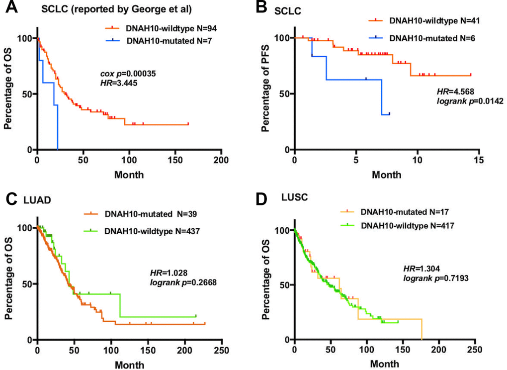 (A) For OS, Kaplan–Meier method revealed DNAH10 mutation (blue) and wild type (red) in the dataset of 101 patients with SCLC (reported by George et al); (B) For PFS, Kaplan–Meier method revealed DNAH10 mutations (blue) and wild type (red) in SCLC (NCT03162705). (C) For OS, Kaplan–Meier method showed DNAH10 mutations (red) and wild type (green) in the TCGA-LUAD dataset; (D) For OS, Kaplan–Meier method revealed DNAH10 mutations (red) and wild type (green) in the TCGA-LUSC dataset; SCLC: Small-cell lung cancer; TCGA: The Cancer Genome Atlas; WES: whole-exome sequencing; LUAD: Lung adenocarcinoma; LUSC: Lung squamous cell carcinoma; PFS: progression-free survival; OS: overall survival.