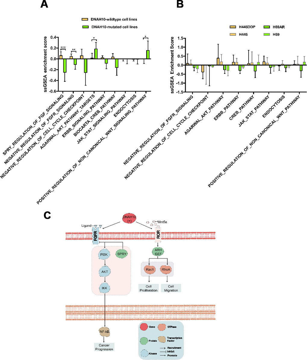 (A) ssGSEA enrichment scores (ES) of 55 SCLC cell lines in GDSC. (B) Potential mechanism of DNAH10 mutation to predict the resistance of cisplatin in SCLC. (C) ssGSEA ES of 12 human SCLC cell lines in three replicates. No significant difference was found between each group. ssGSEA: single sample gene-set enrichment analysis; SCLC: Small Cell Lung Cancer. ***P 