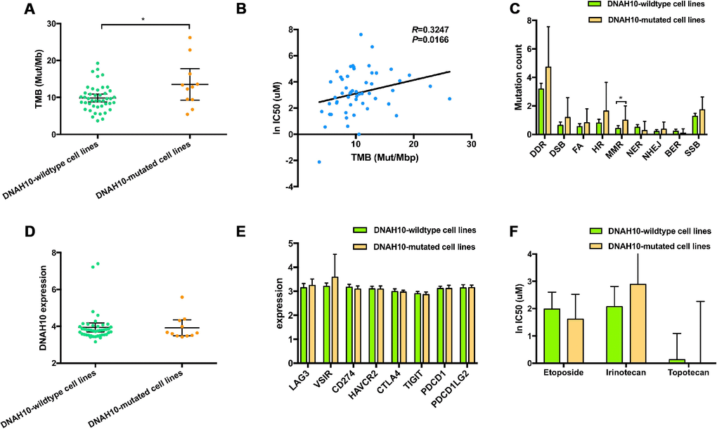 (A) Distribution of TMB based on the DNAH10 mutation status of 55 SCLC cell lines in the GDSC database. (B) Correlation between TMB and WES and ln IC50 values of 55 SCLC cell lines in GDSC (P = 0.0166; Sprearman r = 0.3247). (C) Trend toward increased mutational counts in DDR-related pathway in patients with DNAH10 mutation. (D) Distribution of DNAH10 expression based on DNAH10 mutation status of 55 SCLC cell lines in the GDSC database. (E) Trend toward increased immune checkpoint expression in patients with DNAH10 mutation. SCLC: Small-cell lung cancer; GDSC: The Genomics of Drug Sensitivity in Cancer Project; (F) ln IC50 values of three drugs based on DNAH10 mutation status of SCLC cell lines in GDSC. SCLC: Small-cell lung cancer; GDSC: The Genomics of Drug Sensitivity in Cancer Project; FA, Fanconi anemia; HR, homologous recombination; NHEJ, non-homologous end joining; BER, base excision repair; MMR, mismatch repair; NER, nucleotide excision repair; DSB, double strand breaks; SSB, single strand breaks; TMB, tumor mutational burden.