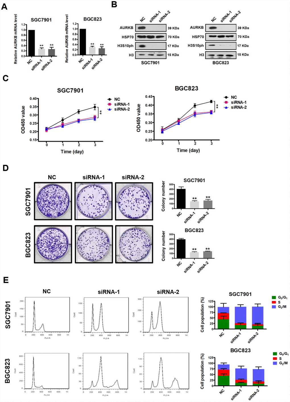 AURKB knockdown inhibits gastric cancer cell proliferation. (A) Quantitative real-time PCR analysis of the effect of AURKB knockdown by siRNA on the mRNA levels of AURKB in SGC7901 and BGC823 cells. The results shown are the means ± SDs of three independent experiments; **, P B) Western blot analysis of AURKB and H3S10ph expression in siRNA- and NC-transfected SGC7901 and BGC823 cells. HSP70 and histone H3 were used as loading controls. (C) CCK-8 assays showing that AURKB knockdown by siRNA significantly inhibited the proliferation of SGC7901 and BGC823 cells. The results shown are the means ± SDs of three independent experiments; **, P D) Effects of AURKB knockdown by siRNA on the colony formation ability of SGC7901 and BGC823 cells. Left panel, representative images from colony formation assays. Right panel, the number of colonies formed by the indicated cells was quantified. Data are presented as the means ± SDs; **, PE) Flow cytometry analysis showing the cell cycle distribution of SGC7901 and BGC823 cells transfected with negative control (NC) or AURKB siRNA. Bar graphs showing the percentages of SGC7901 and BGC823 cells in the G0/G1, S and G2/M phases when treated with negative control (NC) or AURKB siRNAs (right panel). Each histogram bar represents the mean ± SD of three independent experiments.