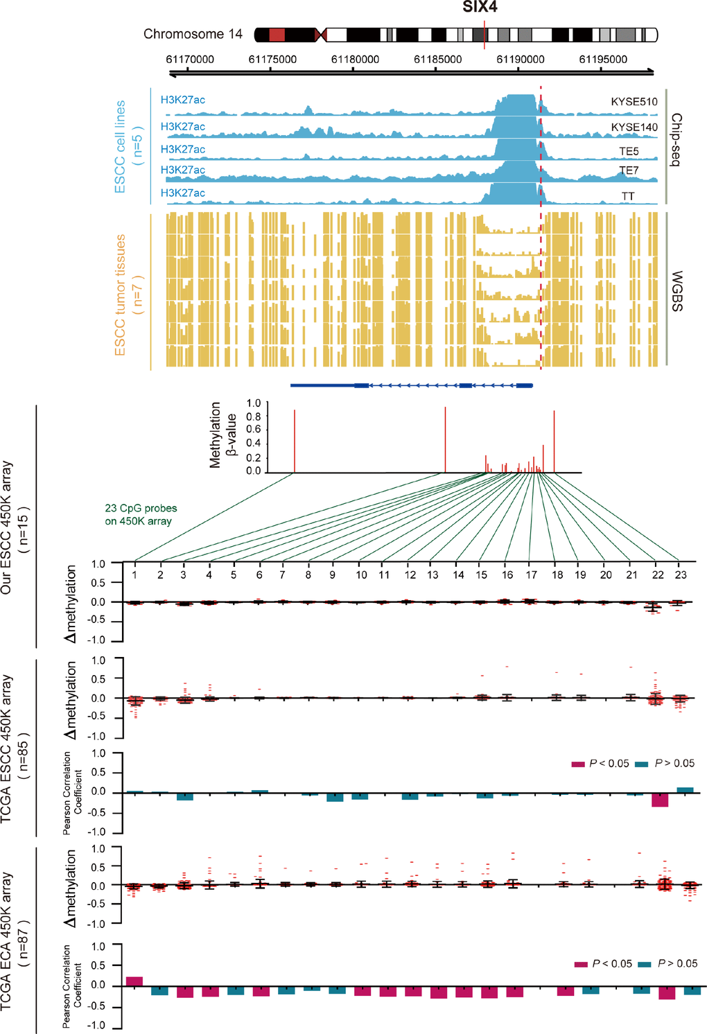 Inverse trend between DNA methylation and histone modification of SIX4 in ESCC. Blue tracks represent the histone modifications of SIX4 in five ESCC cell lines, and yellow tracks represent its methylation level, as measured by the WGBS assay, all the tracks are on the same scale (0-1). Scatter diagrams show the Δβ of SIX4 in ESCC samples compared with normal samples. Histograms show the correlation between DNA methylation and gene expression of SIX4.