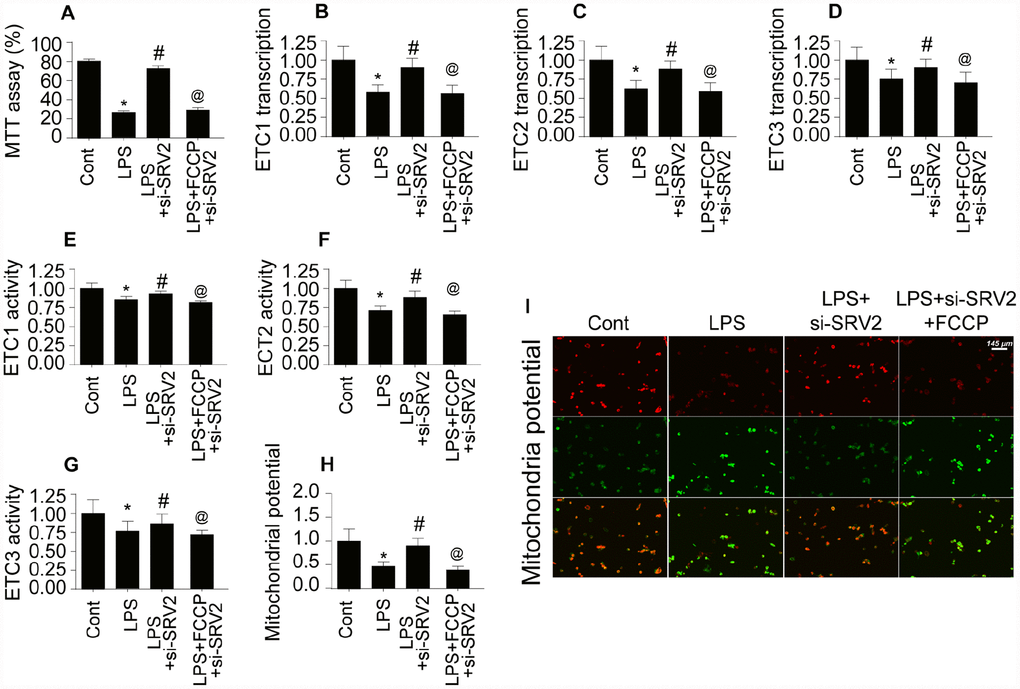 Cardiomyocyte mitochondrial metabolism is disrupted by SRV2-induced mitochondrial fission. (A) ATP production was measured in cardiomyocytes after transfection of siRNA against SRV2 and addition of FCCP to the culture medium. (B–D) RNA was isolated from LPS-treated cardiomyocytes and qPCR was performed to analyze ETC-1/2/3 transcript levels after SRV2 siRNA transfection and FCCP treatment. (E–G) Cardiomyocyte ETC-1/2/3 activities were measured via ELISA after SRV2 siRNA transfection and FCCP treatment. (H–I) The JC-1 probe was used to evaluate mitochondrial membrane potential in cardiomyocytes after SRV2 siRNA transfection and FCCP treatment; red-to-green fluorescence ratios indicate alterations in mitochondrial membrane potential. *p