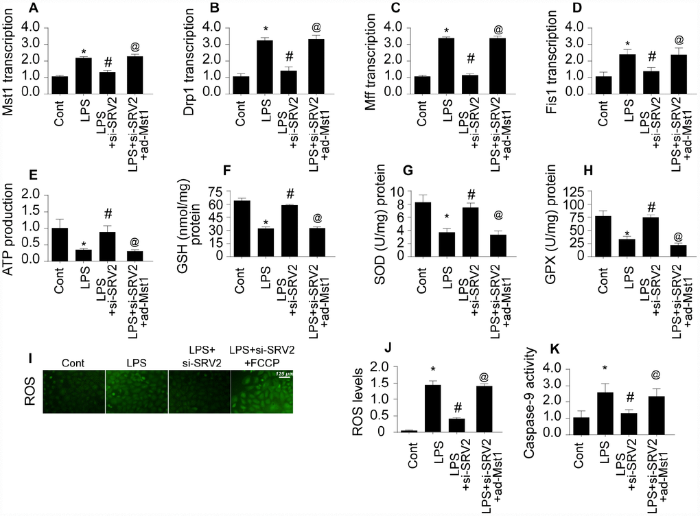 SRV2 promotes mitochondrial fission by activating the Mst1-Drp1 signaling pathway. (A–B) RNA was isolated from LPS-treated cardiomyocytes and qPCR was performed to analyze Mst1 and Drp1 transcript levels after transfection of Mst1 overexpression adenovirus following SRV2-knockdown. (C–D) Cardiomyocyte Mff and Fis1 transcript levels were measured through qPCR after Mst1 overexpression and SRV2 knockdown. (E) ATP production was measured in cardiomyocytes after Mst1 overexpression and SRV2 knockdown. (F–H) Cardiomyocyte SOD, GSH, and GPX levels were measured via ELISA after transfection of SRV2 siRNA and Mst1 overexpression adenovirus. (I–J) ROS production was measured using ROS probe (K) and caspase-9 activity was determined via ELISA in cardiomyocytes after transfection of SRV2 siRNA and Mst1 overexpression adenovirus. *p