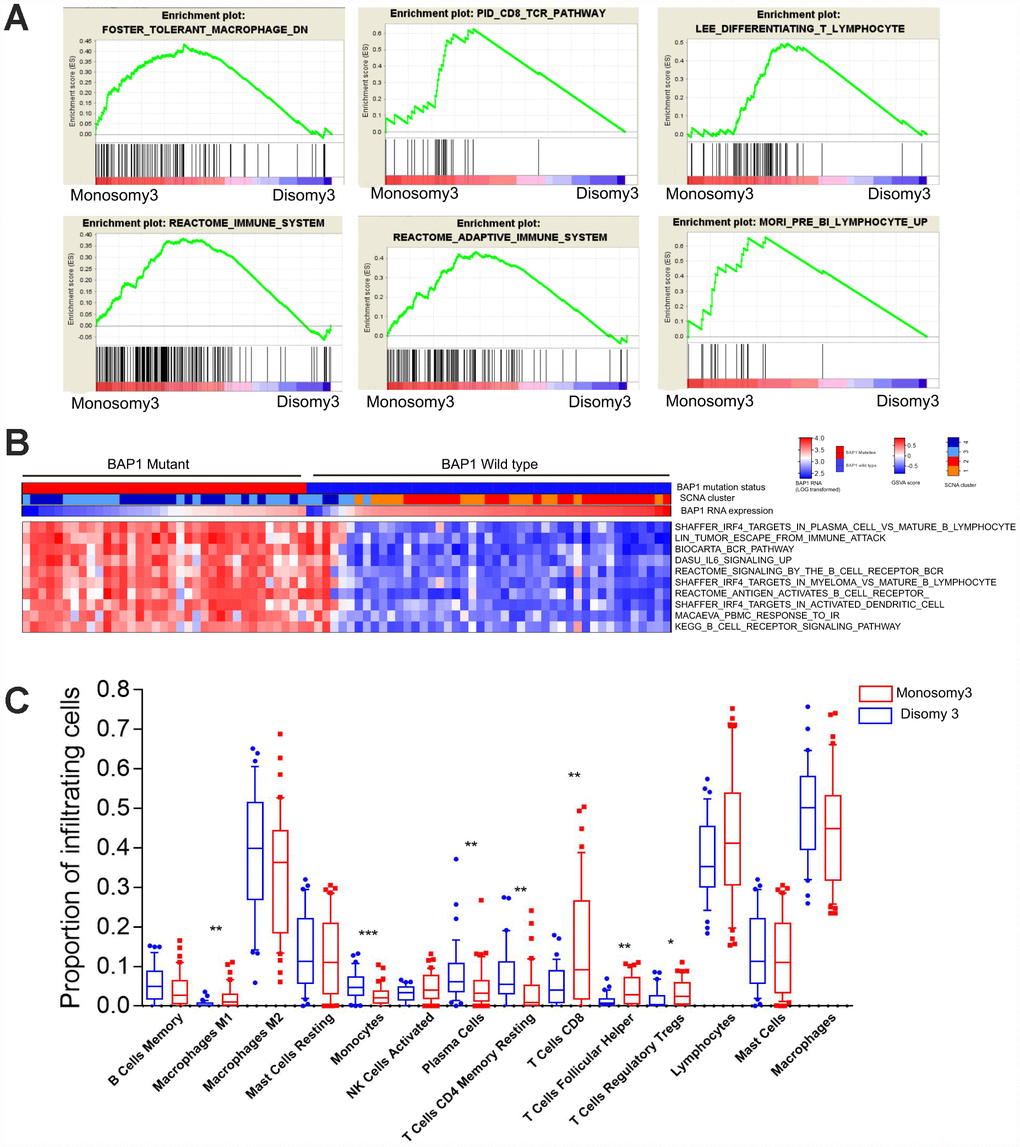 BAP1-mutant/M3 UM is enriched in immune signatures. (A) GSEA plots of gene ontology categories, including the immune response, immune system process, adaptive immune response, immune effector process, and regulation of immune system process. (B) GSVA analysis of differing immune pathways between BAP1wild type and BAP1mutant tumors. (C) Differential proportions of immune cells between D3 and M3 tumors.