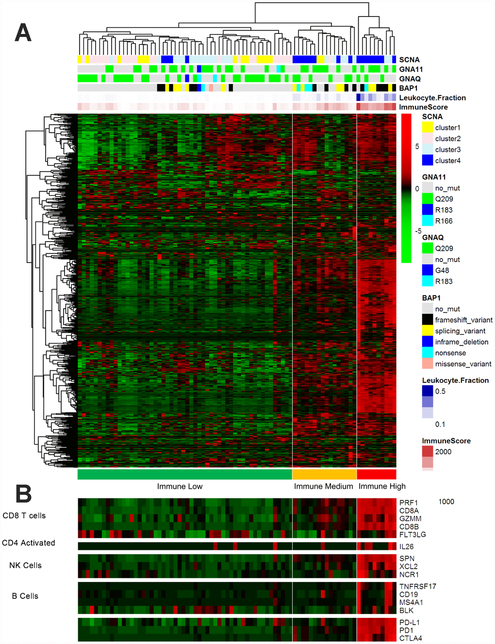 Immune-related gene expression in the UM dataset of TCGA. (A) Hierarchical clustering of 80 tumors based on 730 immune-related genes. Genes were median-centered. Each colored square represents the relative mean transcript abundance (log2 FPKM+1) for each sample, with the lowest levels shown in green, the median levels in black and the highest levels in red. The genetic mutation type, SCNA type, immune score, leukocyte fraction and BAP1 mutation status are shown below the array tree. (B) The expression of selected gene signatures or genes is demonstrated below the heatmap.