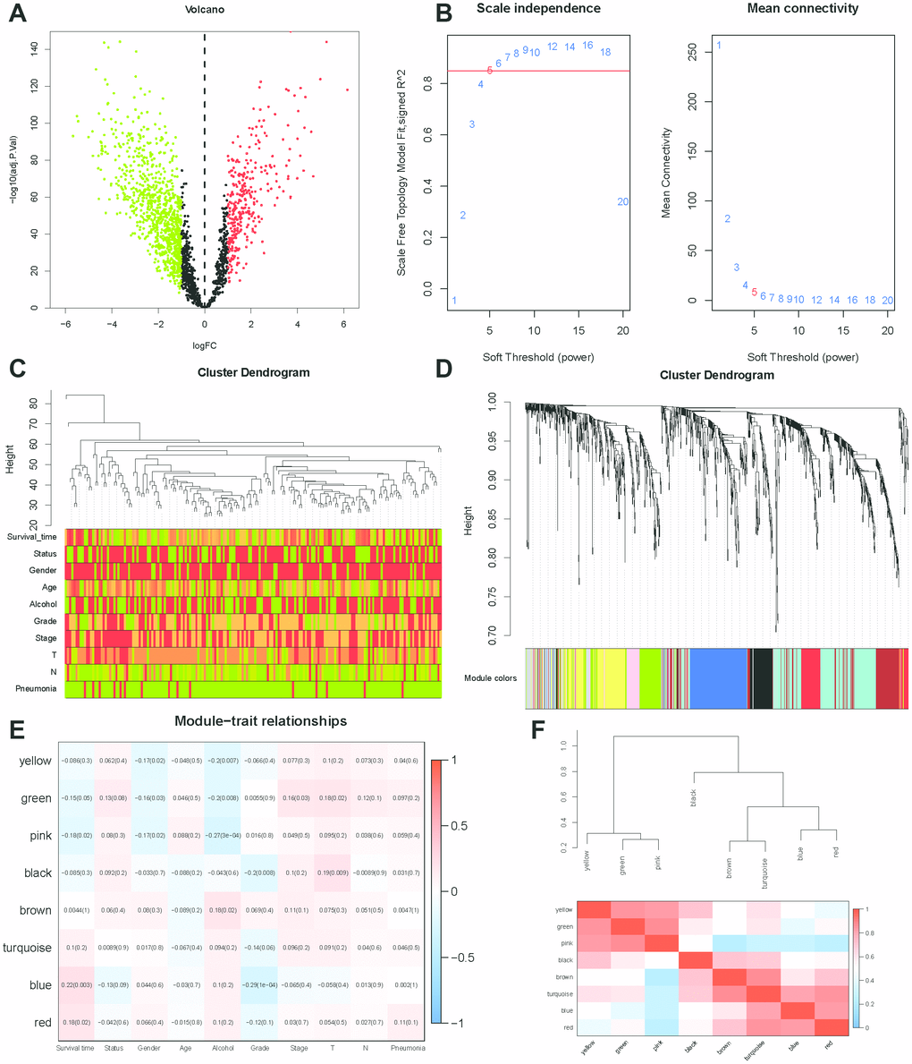 WGCNA analysis. (A) Volcano plot of differentially expressed genes associated with lincRNAs in the signature (correlation coefficient B) Analysis of the scale-free topology model fit index for various soft-thresholding powers (β) and the mean connectivity for various soft-thresholding powers. In all, 5 was the most fit power value. (C) Dendrogram of the genes and different clinical factors of ESCC (survival time, status, gender, age, alcohol, grade, stage, T, N, Pneumonia). (D) Dendrogram of the gene modules based on a dissimilarity measure. The branches of the cluster dendrogram correspond to the different gene modules. Each piece of the leaves on the cluster dendrogram corresponds to a gene. (E) Module-trait relationships. Heatmap of the correlation between module eigengenes and clinical characteristics of ESCC. (F) Hierarchical clustering and heatmap of the hub gene network.