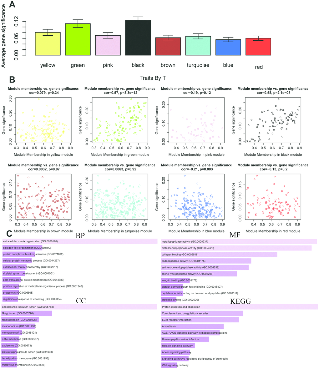 The correlation between the genes in the modules and T stage. (A) Distribution of mean gene significance and standard deviation with survival time in the modules of ESCC. (B) Scatter plot of module eigengenes in eight modules. (C) GO and KEGG pathway enrichment of eight modules. GO enrichment contains three categories including biological process, cellular component and molecular function.