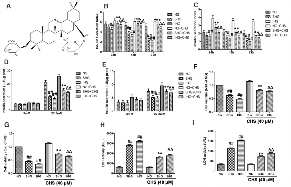 CHS protected against proliferation and cytotoxicity of islet cells from IHG. (A) The chemical structure of CHS. Molecular weight: 794. Molecular formula: C42H66O14. The glucose stimulated insulin secretion in primary pancreatic islet cells (B) and βTC3 cells (C) were measured by an insulin RIA kit after incubation for 24, 48 and 72 h. The insulin secretion levels in primary pancreatic islet cells (D) and βTC3 cells (E) in response to 3.0 mM and 27.8 mM glucose stimulation. Cell viability of primary pancreatic islet cells (F) and βTC3 cells (G) was measured by a CCK-8 assay. Cytotoxicity in primary pancreatic islet cells (H) and βTC3 cells (I) was measured by an LDH assay. Data are representative of three independent experiments. ##P**PΔΔP