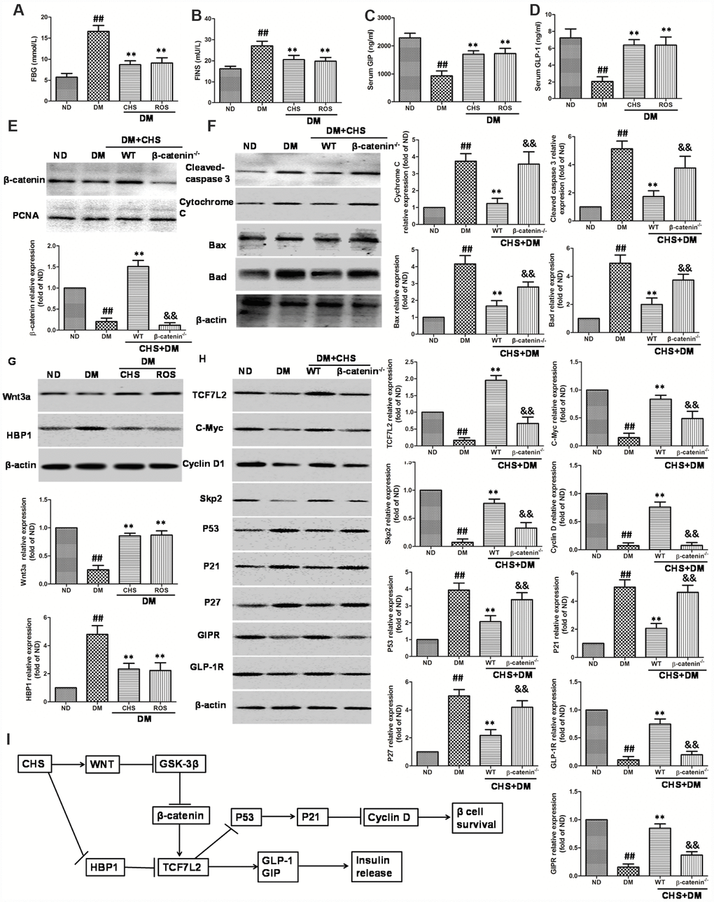 Effect of CHS on the HBP1/Wnt/ TCF7L2 pathway in vivo. DM model was induced by HFD and STZ, and the CHS (120 mg/kg) or positive control rosiglitazone (Ros, 2 mg/kg) was given through intragastric administration one time every day for 30days. FBG (A), FINS (B), GIP (C) and GLP-1 (D) levels in serum were measured using relative kits. (E) Effects of CHS on the expression levels of β-catenin in nuclear. (F) Effects of CHS on the expression levels of apoptosis related proteins (cleaved-caspase 3, bax, bad, cytochrome C) in WT and β-catenin-/- DM mice. (G) Effects of CHS on the expression levels of Wnt3a and HBP1 in DM mice. (H) Effects of CHS on the expression levels of TCF7L2 related proteins (TCF7L2, c-Myc, cyclinD1, Skp2, p53, p21, GLP-1R, GIPR and p27) in WT and β-catenin-/- DM mice. Data are representative of three independent experiments. ##P**P&&PI) Potential mechanism underlying the protective effects of CHS on IHG induced cell injuries in DM mice and pancreas islet cells.