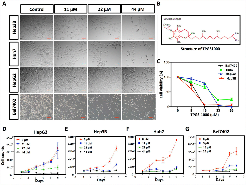 Effect of TPGS1000 on viability and proliferation of hepatocarcinoma cells. (A) Morphology of four HCC cell lines (HepG2, Hep3B Huh7 and Bel7402) treated with different concentrations of TPGS (0, 11, 22 and 44 μM), scale bar = 100 μm. (B) The structure of TPGS1000. (C) HCC cells were cultured in the presence of various concentrations (0–66 μM) of TPGS for 48 h. Cell viabilities were measured using CCK8. The line graph represents the percent viable cells compared to the vehicle-treated cells. (D–G) Growth curves of four HCC cell lines were plotted from cell counts under different concentrations of TPGS.