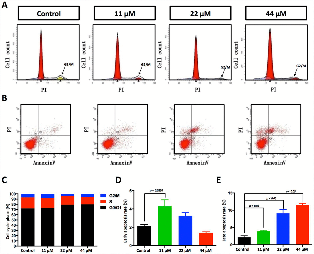 Effects of TPGS treatments on HCC cell cycle progression and cell apoptosis. (A) Cell cycle progression detected by FACS analysis. Cells in G0/G1 are marked in the red area. Cells in the S phase are marked with a slash, whereas the arrowhead indicates the G2/M cells. (B) Cell apoptosis was assessed with Annexin V-PI staining. (C) The cell cycle distribution was calculated with Cell Quest Pro software. The 44 μM TPGS group produced the lowest amount of cell accumulation in the S phase (13.88%). (D) The HCC cells that were treated with 11 μM TPGS had the highest ratio of early apoptotic cells (approximately 4%), whereas with increasing TPGS concentrations in the HCC cells, the 44 μM TPGS group had the highest late apoptotic ratio, 10.4% (E).