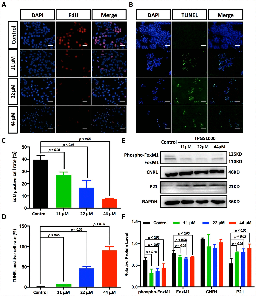 Suppression of DNA synthesis and induction of apoptosis in TPGS-treated HCC cells. (A) Detection by fluorescence microscopy of EdU (red) incorporated into the DNA of cultured HCC cells, scale bar = 40 μm. The nuclei were counter-stained with DAPI (blue). (B) TUNEL (green) positive apoptotic cells in HCC cells induced by TPGS treatments, scale bar = 20 μm. (C) The rates of EdU positive cells that passed through the S phase were calculated with ImageJ, and the 44 μM TPGS group had the lowest EdU positive cell rate (7%). (D) The rates of TUNEL positive cells were elevated with increasing TPGS concentrations, and the 44 μM TPGS group had the highest apoptotic cell rate (approximately 93%). (E) A decrease of FoxM1 and phosphorylated FoxM1, and an increase of p21 protein levels in TPGS-treated HCC cells. (F) Quantitative analysis of western blot results from (E). All protein levels were normalized with the housekeeping genes GAPDH and β-actin.