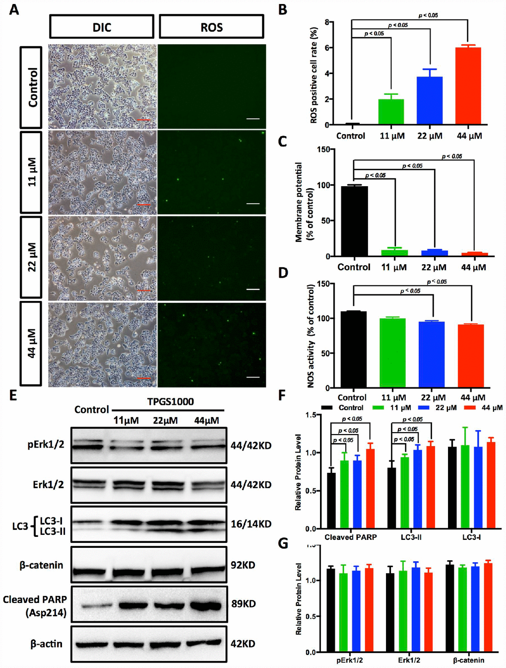 TPGS dose dependently induced the production of ROS and reduced energy production in HCC cells. (A) ROS imaging (green fluorescence) in TPGS-treated HCC cells, scale bar = 100 μm. (B) Quantitative analysis of ROS production in TPGS-treated HCC cells. The 44 μM TPGS group had the highest ROS positive cell rate, 6.0%. (C) ΔΨ levels were analysed in HCC cells to evaluate energy production. (D) Effects of TPGS treatments on NOS activity. (E) TPGS induced an increase of cleaved PARP protein levels and LC3-II protein accumulation in TPGS-treated HCC cells. (F and G) Quantitative analysis of western blot results from (E). All protein levels were normalized with the housekeeping genes GAPDH and β-actin.