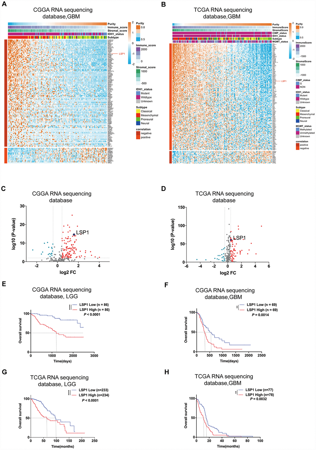 LSP1 was the only gene in leukocyte migration related genes, which not only had an elevated expression, but also was correlated with unfavorable prognosis in glioma. (A and B) Heatmaps describing the correlation between the expression of leukocyte migration related genes and tumor purity, immune and stroma scores, and IDH1 status in GBM (A, CGGA RNA sequencing dataset, n = 138; B, TCGA RNA sequencing dataset, n = 155). (C and D) Volcano plots showing differentially expressed leukocyte migration related genes between GBM and LGG (C, CGGA RNAseq, n = 310; D, TCGA RNAseq, n = 622; with t test). (E–H) Kaplan-Meier survival analyses revealed an association between high LSP1 expression and unfavorable outcomes in both of LGG and GBM (E, F: CGGA RNA sequencing dataset; G, H: TCGA RNA sequencing dataset; with log-rank test). **, and **** indicate no significance P P 