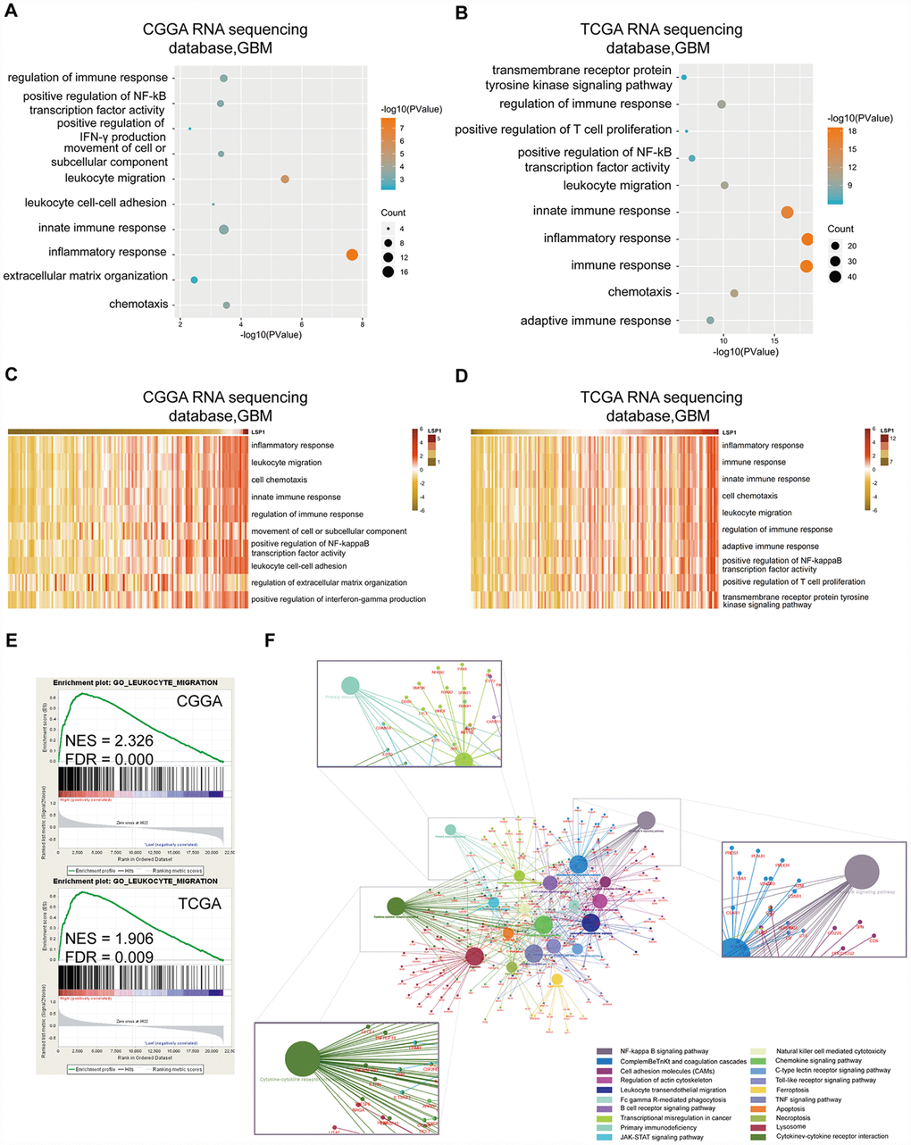 Functional enrichment analysis revealed that LSP1 was associated with immunologic events. (A and B) The results of GO analysis describing biological processes associated with LSP1 positive-correlated genes in GBM (A, CGGA RNA sequencing dataset; B, TCGA RNA sequencing dataset). Bubble diameter: enrichment gene counts; abscissa: -log 10 P-value (P C and D) The GO terms correlated with high LSP1 expression in GBM by GSVA (C, CGGA RNA sequencing dataset; D, TCGA RNA sequencing dataset). (E) The results of GSEA indicating a significantly enhanced leukocyte migration in GBM with high LSP1 expression (upper panel, CGGA RNA sequencing dataset; lower panel, TCGA RNA sequencing dataset; P F) The LSP1 related pathways revealed by 892 overlapping LSP1 positively related genes in CGGA and TCGA RNA sequencing datasets with ClueGO. CGGA, Chinese Glioma Genome Atlas; TCGA, The Cancer Genome Atlas; GBM, glioblastoma multiforme; LSP1, lymphocyte specific protein 1.