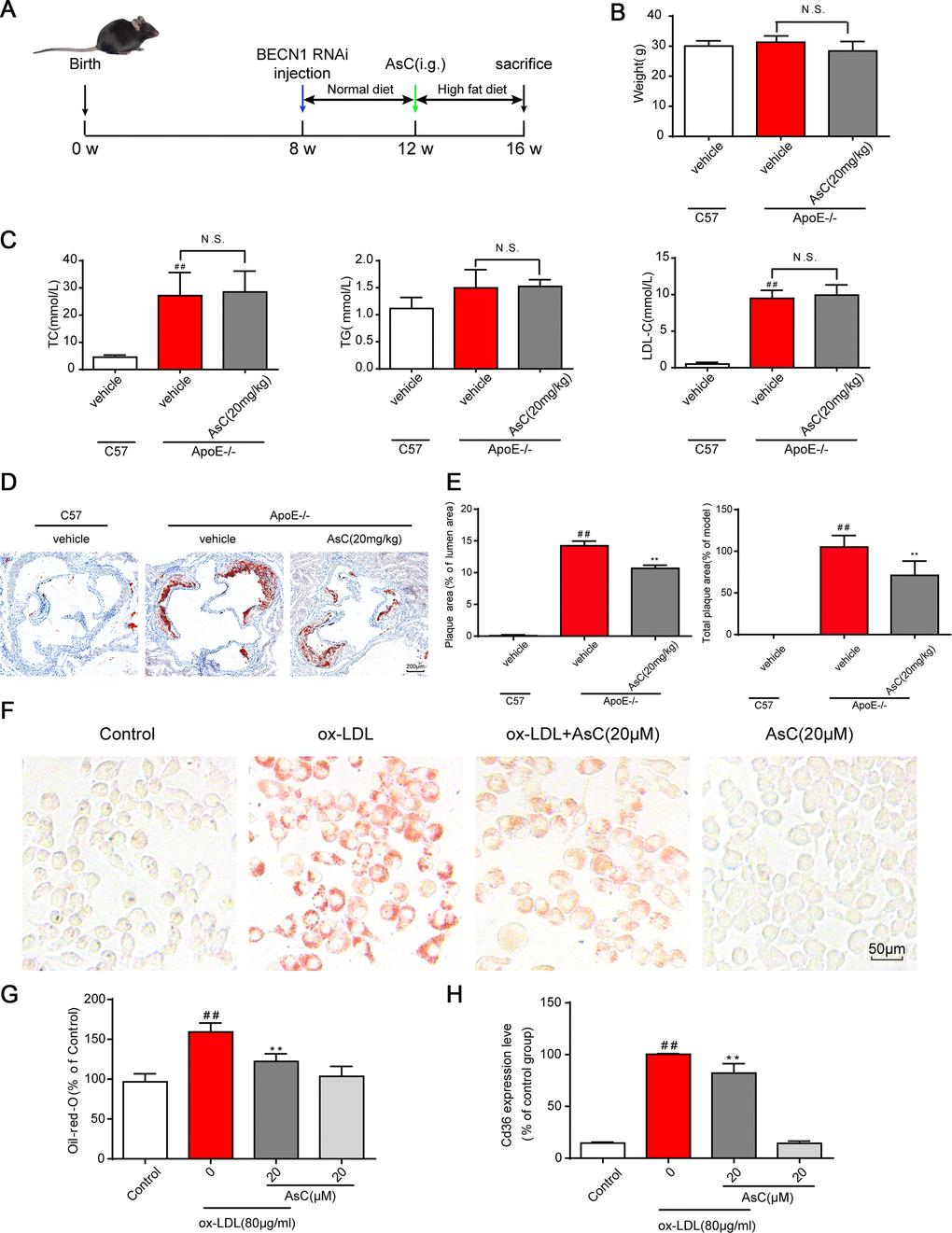 AsC attenuated atherosclerosis in HFD-fed ApoE-/- mice and reduced foam cell formation in vitro. All mice were fed a HFD in the presence or absence of AsC (20 mg·kg-1·day-1, i.g.) for 4 weeks. In the in vitro assay, RAW264.7 cells were pretreated with AsC (20 μM) for 12 h, and then exposed to ox-LDL for another 24 h. (A) Experimental protocol of the in vivo study. (B) Body weight. (C) Blood lipid levels. (D) Representative images of oil red O staining of the aortic root. (E) Quantification of the plaque area by oil red O staining. (F) Representative images of oil red O staining in ox-LDL-treated RAW264.7 cells. (G) Quantification of oil red O staining, as detected by a microplate reader. (H) Cd36 expression level in ox-LDL-treated RAW264.7 cells, as determined by flow cytometry. The data are presented as the means ± SDs (n = 5). ##P vs. the control group, **P vs. the model group; N.S. means no significance.