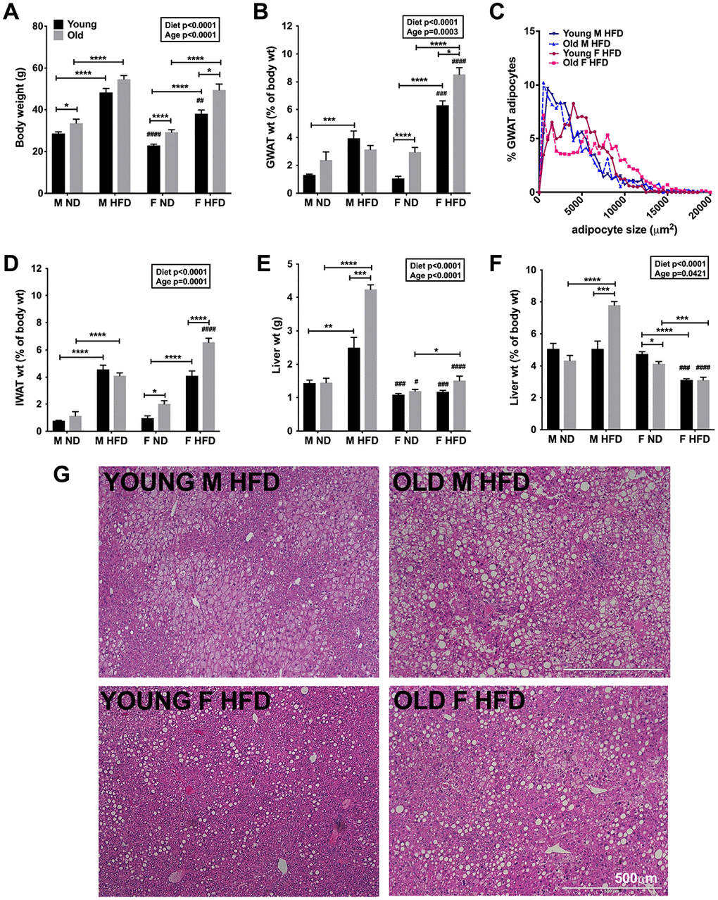 Aging and HFD feeding induced sex differences in total body adiposity and tissue weights. (A) Body weights of C57Bl6/j male and female on ND or 60% HFD starting at 6-week of age (young) or after 10 months of age (old) for 24-week. (B) GWAT percent weight. (C) Relative distribution of GWAT adipocyte cross-sectional area (D) IWAT percent weight. (E) Liver weight. (F) Liver percent weight. (G) H&E staining of liver sections depicting lipid accumulation in young and old obese male and females. Scale bar = 500 μm. N=7-12 /group. Two-way ANOVA with Bonferroni-Dunn’s post-test was performed for (A, B) and (D–F). Statistics from diet and sex interaction are in box. One-way ANOVA with Sidak’s post-test was performed for (C). Statistical significance is indicated by *p#p##p###p####p