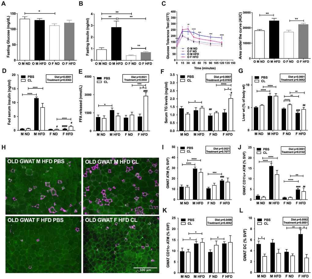 ADRB3 stimulated lipolysis elevates lipolytic levels in old and obese females but does not affect CD11c ATM numbers in GWAT. (A) Fasting glucose levels and (B) Fasting insulin levels at 10 weeks of HFD. (C) left panel - Glucose tolerance test (GTT) in 18-month-old male and female mice at 12 weeks of HFD; right panel - Area under the curve (AUC) from GTT. (D) Fed serum insulin levels in male and female obese mice after CL-316,243 (CL) treatment. (E) Serum FFA levels. (F) Serum TG levels. (G) Liver percent weight. (H) Immunofluorescence images of PBS or CL treated old male obese GWAT (top row) and old female obese GWAT (bottom row) depicting MAC-2 labeling (magenta) and CAV-1 labeling of adipocytes (green). Scale bar = 500 μm. Flow cytometry analysis and quantitation as a % of SVF of (I) GWAT ATMs (J) GWAT CD11c+ ATMs (K) GWAT CD11c- ATMs (L) GWAT dendritic cells (DC) numbers. N=6-14 /group. One-way ANOVA with Student’s t-test was performed for (A–C). Two-way ANOVA with Bonferroni-Dunn’s post-test was performed for (D–G) and (I–L). Statistics from diet and sex interaction are in box. Statistical significance is indicated by *p #p##p###p####p