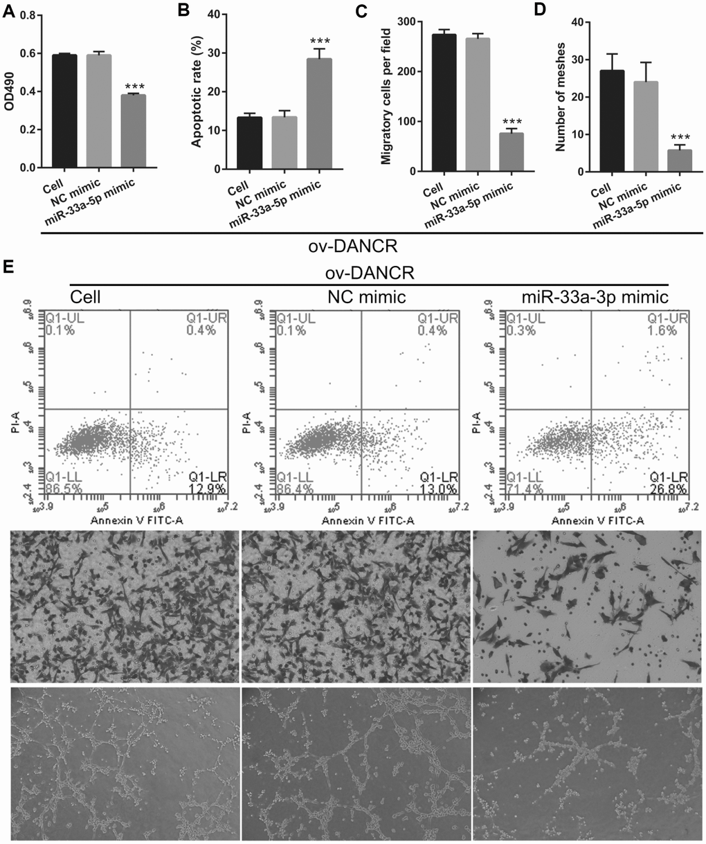 miR-33a-5p overexpression reversed the effect of DANCR on proliferation and angiogenesis in OGD-treated BMECs. (A) Proliferation was measured by MTS after co-transfection with DANCR-pcDNA3.1 and miR-33a-5p mimic at 48 h, followed by OGD treatment for 4 h. (B–D) The bar represents the apoptotic rate (B), migratory cells (C), and number of meshes (D). (E) A representative image of apoptosis, migration (scale bar: 200×), and angiogenesis (scale bar: 200×), measured by flow cytometry, trans-well, and tube formation assay, respectively, after co-transfection with DANCR-pcDNA3.1 and miR-33a-5p mimic at 48 h, followed by OGD treatment for 4 h. ***P