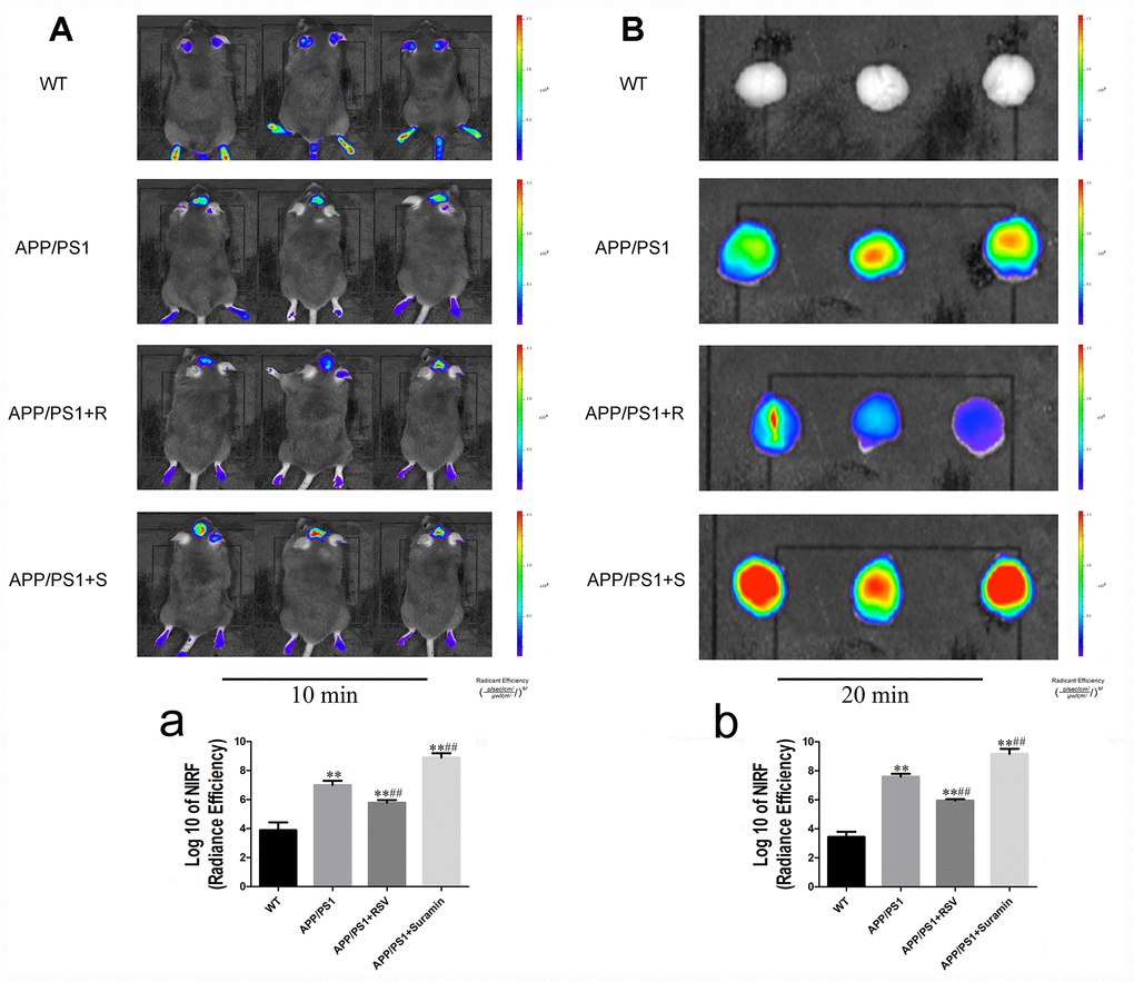 In vivo and in vitro imaging of in mice carrying the APP/PS1 double mutation at different time-points after intravenous (i.v.) injection of the Aβ probe (CRANAD-58). The wild-type (WT) animals received physiological saline (PS) and the APP/PS1 mice RSV (APP/PS1+R): 20 mg/kg or suramin (APP/PS1+S): 20 mg/kg by gavage once daily for two months. (A) Representative images of 10 min after injection of the probe. (a) Quantitation of the fluorescent signals in (A). (B) Representative images of 20 min after injection of the probe. (b) Quantitation analysis of the fluorescent signals in (B). Fluorescent signals were detected with excitation at 630 nm and emission at 750 nm. The values presented are means ± SD. *PP#P##P