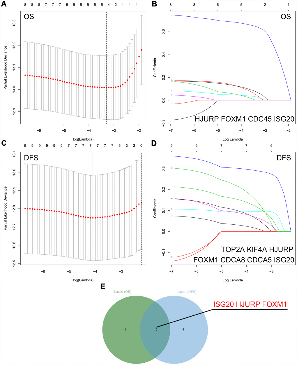 Identification of hub genes via LASSO cox regression analysis. (A) Partial likelihood deviance of OS for the LASSO coefficient profiles. (B) LASSO coefficient profiles of the nine key genes for OS. (C) Partial likelihood deviance of DFS for the LASSO coefficient profiles. (D) LASSO coefficient profiles of the nine key genes for DFS. (E) ISG20, HJURP, and FOXM1 were identified as hub genes according to the LASSO cox regression analysis of OS and DFS. LASSO: least absolute shrinkage and selection operator; OS: overall survival; DFS: disease-free survival.