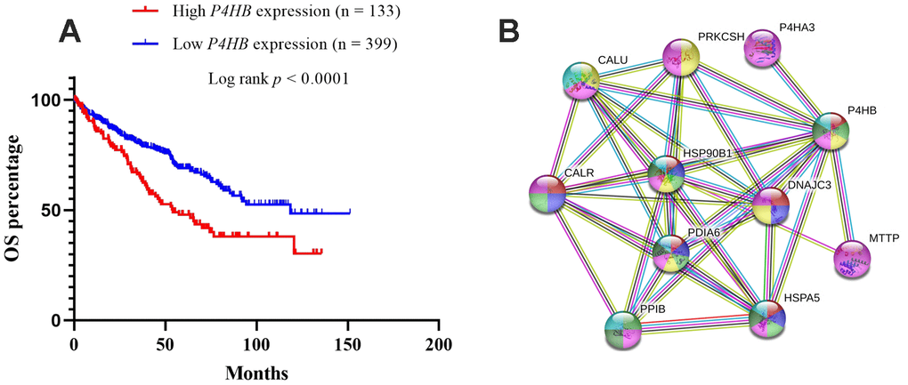 Kaplan-Meier survival analyses on differential P4HB expression groups with OS in the included 532 KIRC patients (A). The patients were stratified into high and low P4HB groups by quarter (25% upper vs 75% lower). Compared with low mRNA expression of P4HB, high P4HB expressions were significantly correlated with poor OS (p B). CALR, HSP90B1, HSPA5, PPIB, MTTP, P4HA3, PDIA6, PRKCSH, and CALU physically/functionally connect P4HB. Note: The interaction network was obtained from STRING database.