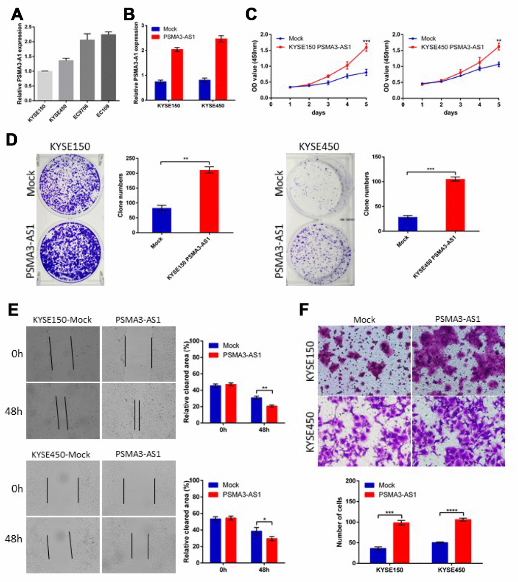 Forced PSMA3-AS1 expression promotes ESCC cell proliferation, migration, and invasion in vitro. (A) PSMA3-AS1 expression in several ESCC cell lines was examined using RT-qPCR analysis. GAPDH was used as an internal loading control. (B) PSMA3-AS1 expression in ESCC KYSE150 and KYSE450 cells was modified by cDNA transfection. (C) and (D) Cancer cell proliferation was measured using CCK-8 (C) and clone formation assays (D). (E) Cancer cell migration was measured using wound healing assay. (F) Cancer cell invasion was measured using transwell assay. The data are represented as the mean ± SD, n=3. *p 