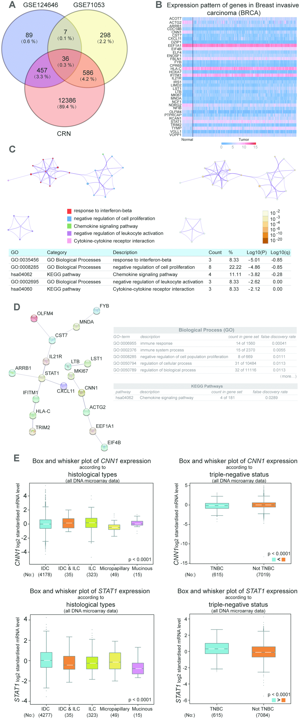 CNN1 and STAT1 were the key genes in breast cancer. (A) 36 common genes were screened after analysis with the results of the microarray chips. GSE124646 and GSE71053 were downloaded from NCBI. The DEGs of breast cancer was obtained from the Cancer RNA-Seq Nexus (CRN). (B) ACOT7, STAT1, TYMP, and VOPP1 were upregulated in breast cancer, while ACTG2, CNN1, CDC14B, NFIB, RCN1, and TRIM2 were downregulated in breast cancer. (C) The biological processes and KEGG pathway for 36 genes were analyzed using Metascape. (D) The String was performed to construct the PPI network, and analyze biological processes and KEGG pathway for 36 genes. (E) The expression of CNN1 and STAT1 according to different subtypes and TNBC status of breast cancer. Breast Cancer Gene-Expression Miner v4.4 was used to conduct the analysis. All DNA microarray data in the database were used. IDC, invasive ductal carcinoma. ILC, invasive lobular carcinoma. TNBC, triple negative breast cancer.