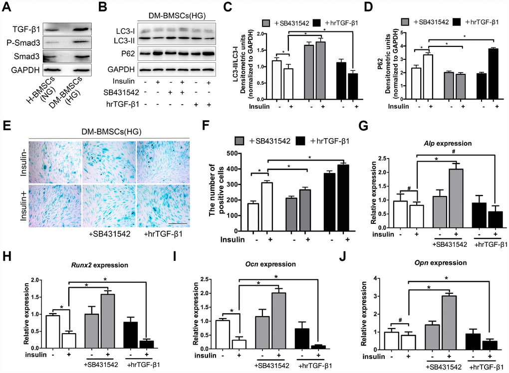 TGF-β1 promotes senescence, inhibits autophagy and osteogenic differentiation of DM-BMSCs. DM-BMSCs were incubated under hyperglycemic conditions, and H-BMSCS were incubated under normoglycemic conditions. The expression of the TGF-β1 signaling pathway was measured by western blot (A). DM-BMSCs were incubated under hyperglycemic conditions with or without insulin addition of the SB435142 or hrTGF-β1 for 3 days. The expression of LC3 and P62 were detected by western blot after serum deprivation for 6 h (B). Protein bands were quantified and analyzed by densitometric analysis (C, D). Cellular senescence was detected by SA-β-Gal staining after incubation in the corresponding condition for 3 days (E). The number of positive cells was calculated (F). DM-BMSCs were cultured in osteogenic medium for 7 days with or without insulin under hyperglycemic conditions stimulated with SB431542 or hrTGF-β1. mRNA level expression of Alp (G), Runx2 (H), Ocn (I), and Opn (J) was detected by real-time PCR. NG, normoglycemic condition, HG, hyperglycemic condition. Data are presented as the mean ± standard deviation, n=3. *p#p>0.05. Scale bar = 100 μm.