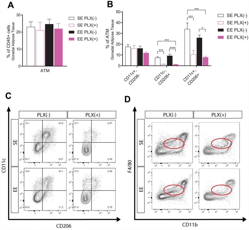 Adipose tissue response to PLX5622 and environmental enrichment in middle-aged mice. (A) Adipose tissue macrophages (ATM) from gonadal white adipose tissue. (B) ATM polarization, including CD11c+, CD206+ cells. (C) Representative flow diagram of ATM CD206+ subset depletion. (D) Representative flow diagram of F4/80low, CD11blow population depletion. (A–C) n=5-6 per group. *ppppSupplementary File 1.