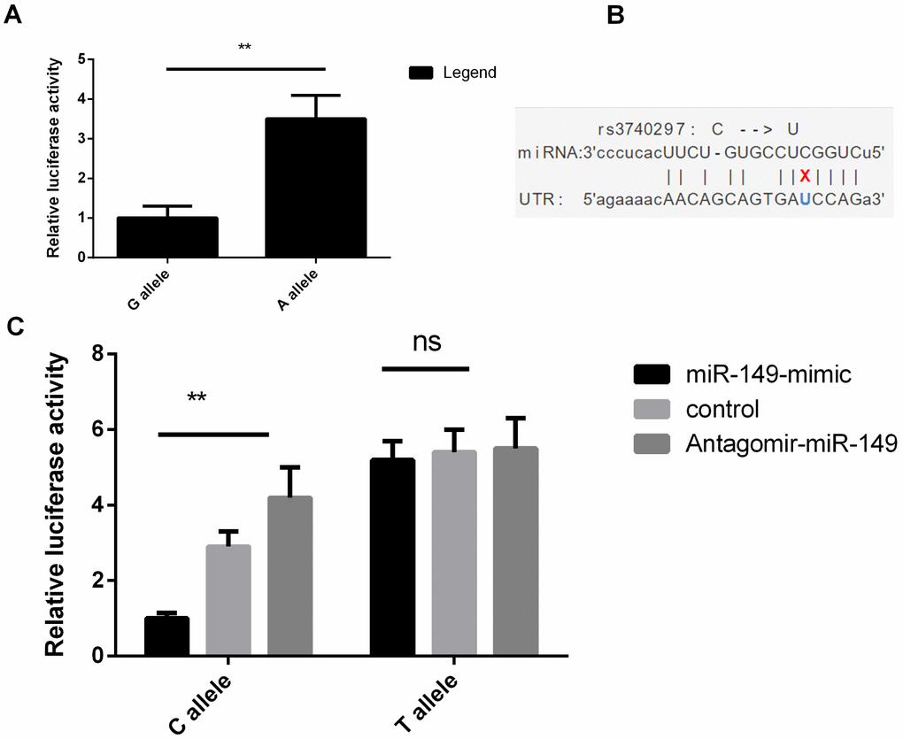 BMP9 rs7923671 and rs3740297 affect luciferase activities in PASMC cells. (A) relative luciferase activities of rs7923671 were measured in PASMC cells. (B) SNP-miRNA duplex for rs3740297 and miR-149. (C) relative luciferase activities of rs3740297 were measured in PASMC cells transfected with C allele, or T allele. Cells in different groups were treated with blank control, miR-149 mimic or antagomir-miR-149. Three replicates for each group and the experiment were repeated three times.