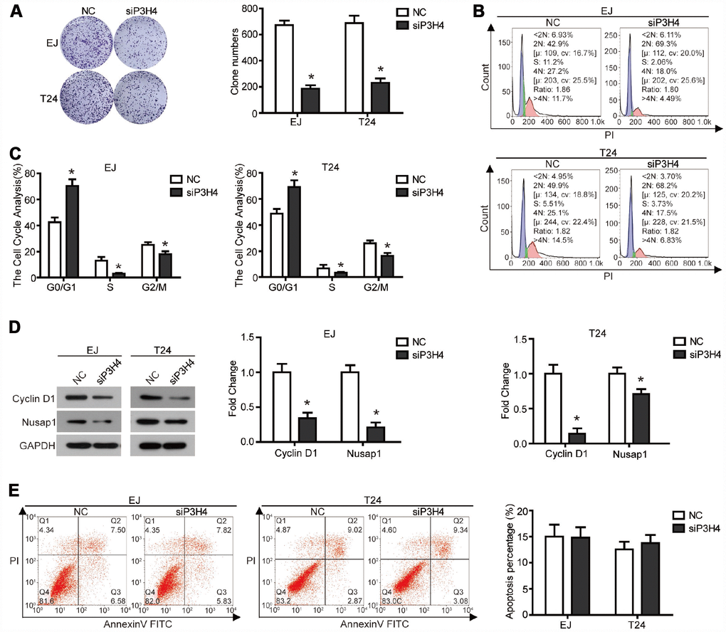 Knockdown of P3H4 arrested cell cycle in the G1 phase and thus inhibited proliferation, but had no effect on apoptosis. After siP3H4 was transfected into EJ and T24 cells, (A) the clonality was evaluated by clone formation assay, (B and C) cell cycle was detected by flow cytometry, (D) the protein expression of cell cycle-related proteins Cyclin D1, Nusap1 and p70 were measured by western blot, (E) apoptosis was examined by flow cytometry. *P