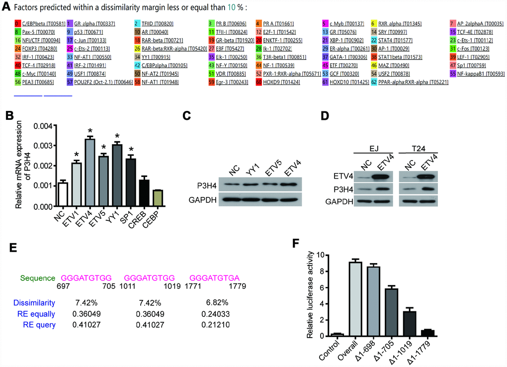 ETV4 is the transcription factor of P3H4. (A) The PROMO database predicted a variety of P3H4 transcription factors. After transfected with transcription factor overexpression plasmid respectively, P3H4 mRNA and protein expression in EJ cells were detected by RT-qPCR (B) and western blot (C). (D) After transfected with ETV4-overexpression plasmid, the expression of ETV4 and P3H4 was examined by western blot. (E) Three predicted ETV4 binding P3H4 promoter sites. (F) The site where ETV4 bound directly to the P3H4 promoter region was measured by luciferase activity assay. *P 