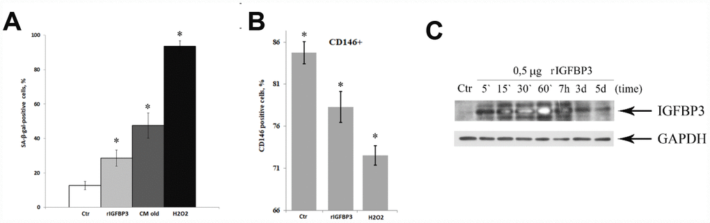 MESCs acquire the senescent phenotype in response to recombinant IGFBP3. (A) Quantitative assay of SA-β-Gal positive cells after treatment with 0.5 μg rIGFBP3 or CM old for 9 days, or 200 μM H2O2 for 1 h. Senescent cells were detected with SA-β-Gal staining kit. The results are presented as mean ± SD of three independent experiments, *pB) Analysis of the MCAM/CD146 expression levels. Quantitative assay of CD146 positive cells after treatment with 0.5 μg rIGFBP3 for 9 days or 200 μM H2O2 for 1 h. Mean values ± SD of three independent experiments are shown, *pC) rIGFBP3 internalization dynamics. Cells were stimulated with 0.5 μg rIGFBP3 for the indicated time, and then IGFBP3 expression levels were analyzed by immunoblotting in each time point. GAPDH was used as a loading control. Representative results of three independent experiments are shown. Ctr – untreated cells. Abbreviation: MCAM/CD146, the melanoma cell adhesion molecule.