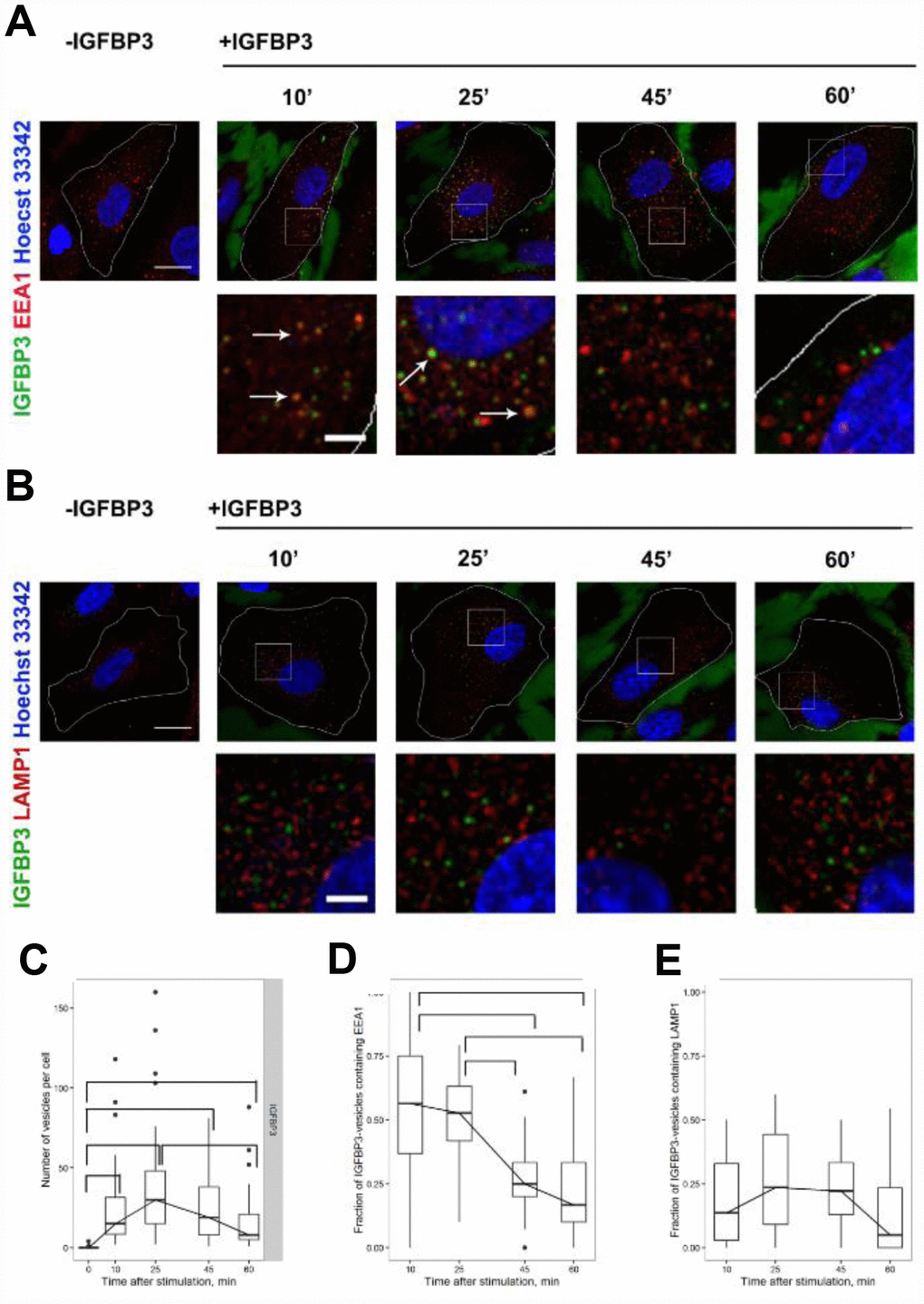 The analysis of exogenous rIGFBP3 colocalization with EEA1-positive early endosomes and LAMP1-positive late endosome/lysosomes. Exogenous rIGFBP3 was added to young MESCs for 10 min as indicated in Materials and Methods. Then the IGFBP3-treated cells (+IGFBP3) as well as control cells (-IGFBP3) were fixed and stained for IGFBP3 antibodies (green), EEA1 (A, red) or LAMP1 (B, red) and Hoechst 33342 (blue). White arrows indicate structures with the colocalization of IGFBP3 and endosome marker signals. Images are presented as the maximal intensity projections of three consecutive optical slices. Scale bars: 20 μm (upper panels) and 5 μm (lower panels). On the base of immunofluorescent images, the number of IGFBP3 vesicles (C) as well as the fraction of IGFBP3 vesicles containing EEA1 (D) or LAMP1 (E) were calculated. Data are presented as boxplots with median, interquartile range, minimum and maximum. Parentheses indicate statistical differences (p